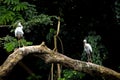 Indian painted storks Royalty Free Stock Photo