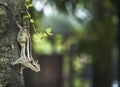 Indian Palm squirrel