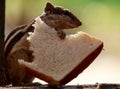 Indian palm squirrel with bread slice