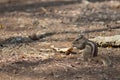 Indian palm squirrel eating on the ground.