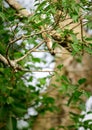 Indian palm squirrel eating leaf upside down hanging on a branch, dangerous and risking life for a meal Royalty Free Stock Photo