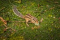 Indian Palm Squirrel eating plastic in New Delhi, India