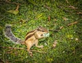 Indian Palm Squirrel eating plastic in New Delhi, India