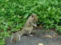 Indian palm squirrel eating and staring at something sitting on a rock Royalty Free Stock Photo