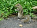 Indian palm squirrel eating and staring at something sitting on a rock Royalty Free Stock Photo