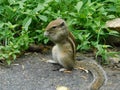 Indian palm squirrel eating and staring at something sitting on a rock Royalty Free Stock Photo