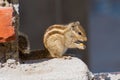 Indian palm squirrel (Funambulus palmarum) eats a nut