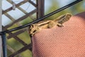 Indian palm squirrel (Funambulus palmarum) relaxes on the top of armchair's backrest