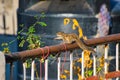 Indian palm squirrel (Funambulus palmarum) on a rooftop's rail among houseplants