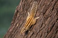 Indian palm squirrel Funambulus palmarum sitting on a tree