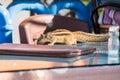 Indian palm squirrel (Funambulus palmarum) on a table Royalty Free Stock Photo