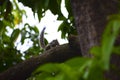 Indian palm squirrel Royalty Free Stock Photo