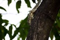 Indian palm squirrel Royalty Free Stock Photo