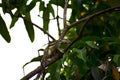 Indian palm squirrel Royalty Free Stock Photo