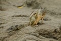 Indian Palm Squirrel