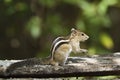 Indian palm squirrel in Minneriya, Sri Lanka