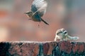 Indian palm squirrel and rockchat