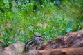 Indian Palm Squirrel or Rodent or also known as the chipmunk sitting near the plants in its natural environment Royalty Free Stock Photo