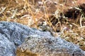 Indian Palm Squirrel or Rodent or also known as the chipmunk standing firmly on the ground Royalty Free Stock Photo