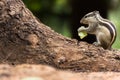 Indian Palm Squirrel or Rodent or also known as the chipmunk standing firmly on the tree trunk and eating Royalty Free Stock Photo