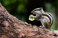 Indian Palm Squirrel or Rodent or also known as the chipmunk standing firmly on the tree trunk and eating Royalty Free Stock Photo