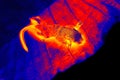Palm squirrel thermal imager
