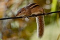 Indian palm squirrel sitting on branch isolated on green Royalty Free Stock Photo