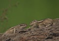 Indian palm squirrel is  wildlife animal in Pakistan Royalty Free Stock Photo