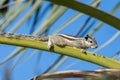 An Indian palm squirrel or three-striped palm squirrel Funambulus palmarum on a palm tree branch with blue sky in background in Royalty Free Stock Photo