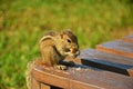 The Indian palm squirrel or three-striped palm squirrel eating nuts