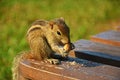 Wildlife of SriLanka , The Indian palm squirrel or three-striped palm squirrel  eating nuts Royalty Free Stock Photo