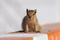 Indian palm squirrel or three-striped palm squirrel