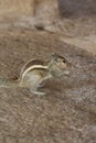 Indian Palm Squirrel, Ranga Mantapa at Vittala Temple. Hampi, near Hospete, Karnataka, India Royalty Free Stock Photo