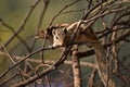 Indian palm squirrel on tree branch Royalty Free Stock Photo