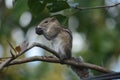 Indian palm squirrel on a tree branch Royalty Free Stock Photo