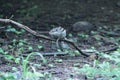 Indian palm squirrel wandering on tree branch in search of food Royalty Free Stock Photo