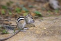 A Indian palm squirrel  ( Funambulus palmarum) Royalty Free Stock Photo