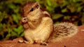 The Indian palm squirrels or three-striped palm squirrels eating grains