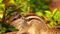 The Indian palm squirrels or three-striped palm squirrels eating grains