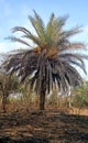 Indian palm trees in jungal