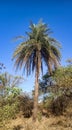 Indian palm trees in jungal