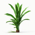 Stunning Aloe Vera Image With Realistic Banana Tree On White Background