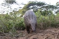 Indian pangolin or anteater or Kidikhau Manis crassicaudata in late evening passes by camera trap Royalty Free Stock Photo