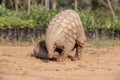 Indian Pangolin or Anteater Manis crassicaudata one of the most trafficked wildlife species