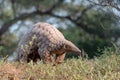 Indian Pangolin or Anteater Manis crassicaudata one of the most trafficked wildlife species Royalty Free Stock Photo