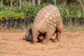 Indian Pangolin or Anteater Manis crassicaudata one of the most trafficked wildlife species Royalty Free Stock Photo