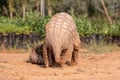 Indian Pangolin or Anteater Manis crassicaudata one of the most trafficked wildlife species Royalty Free Stock Photo