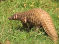 Indian pangolin Royalty Free Stock Photo