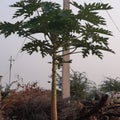 Indian papaya tree in house morning pic Royalty Free Stock Photo