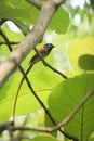 Indian paradise fly catcher.